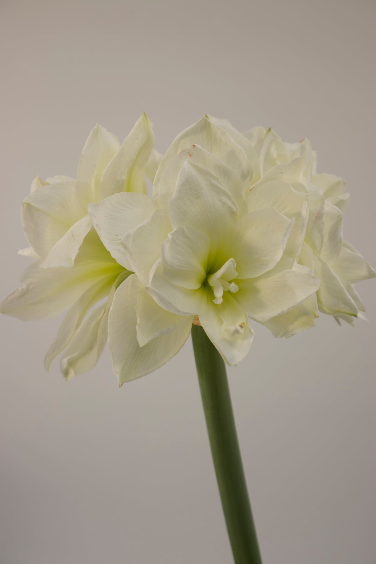 Hippeastrum Alfresco 2-3 kn.