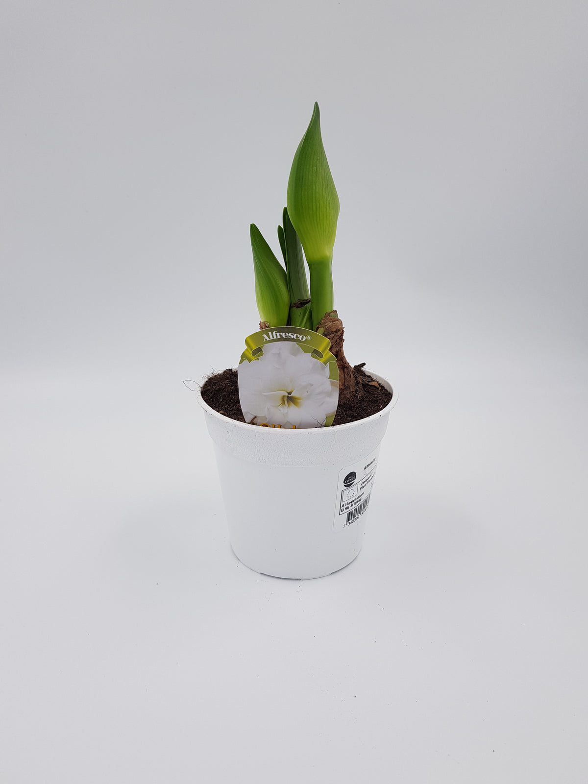 Hippeastrum Alfresco mini