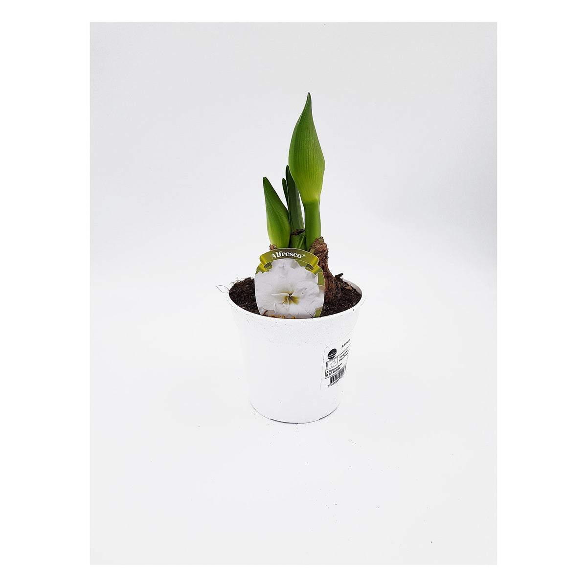 Hippeastrum Alfresco mini