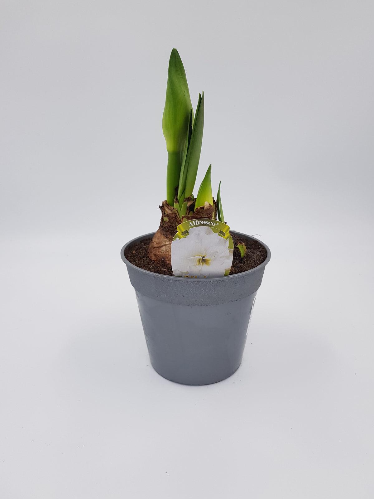 Hippeastrum Alfresco 2-3 kn.