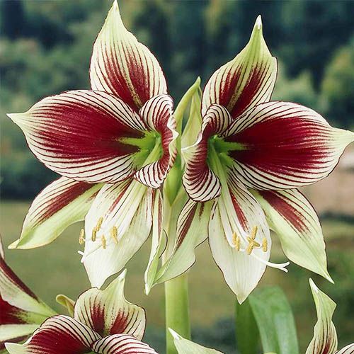 Amaryllis