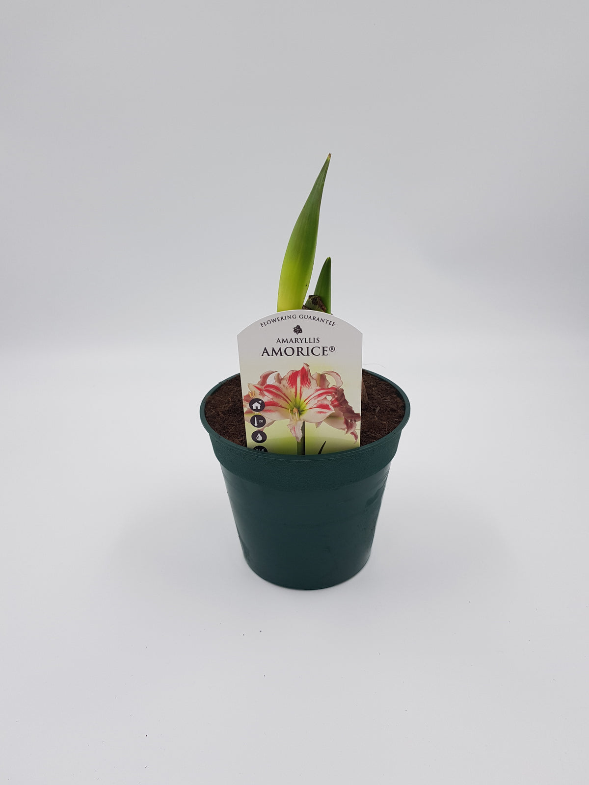 Hippeastrum Amorice 2-3 kn.
