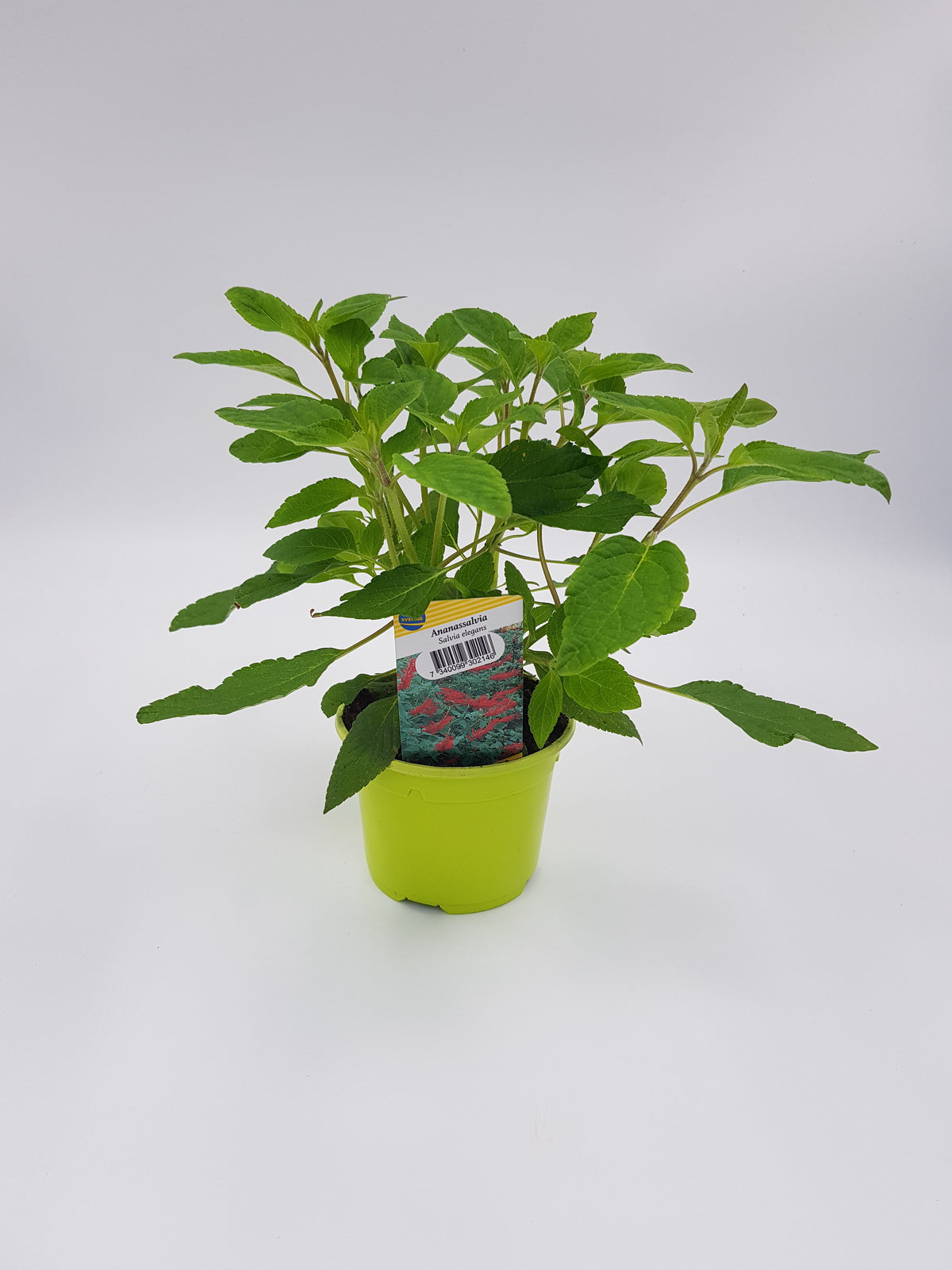 Ananassalvia