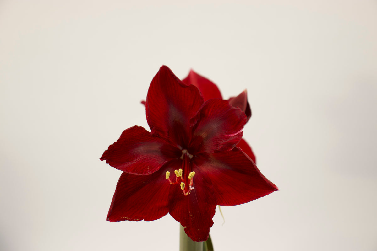 Hippeastrum Andes Fire jumbo