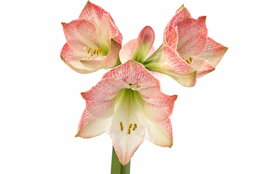 Hippeastrum Apple Blossom 2-3 kn.