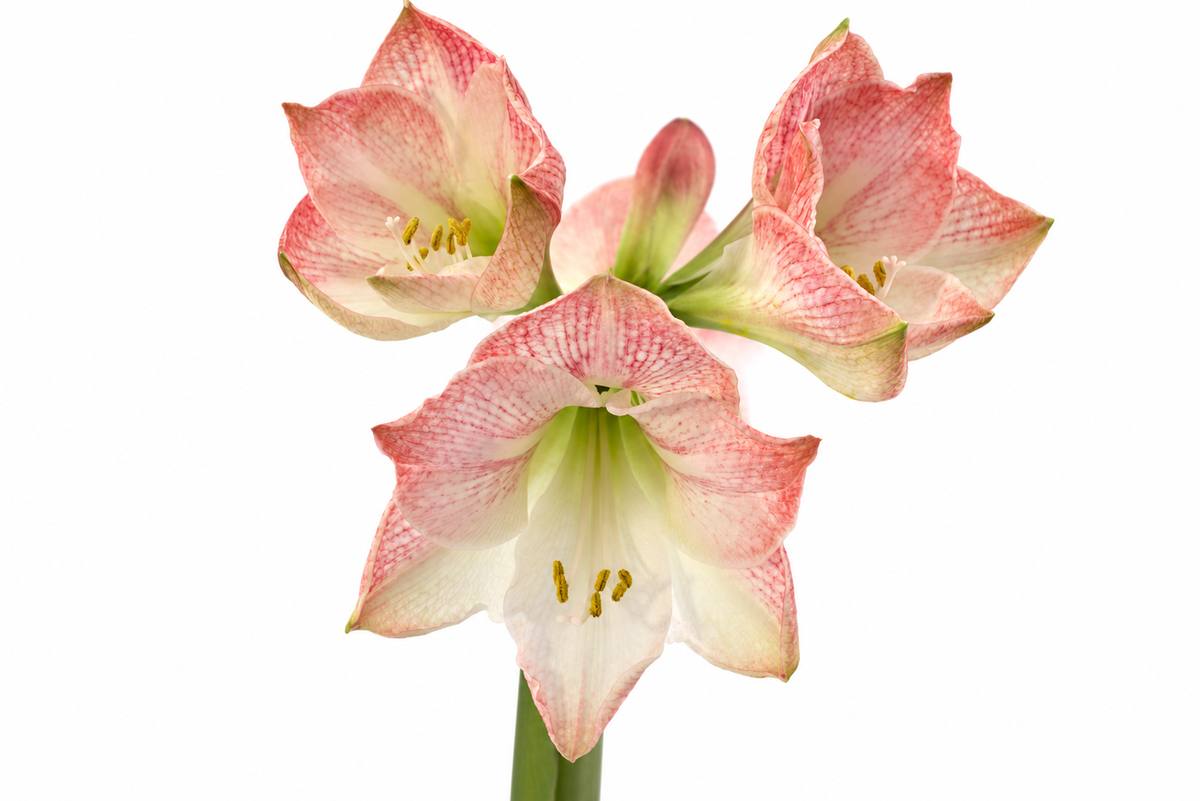 Hippeastrum Apple Blossom 2-3 kn.