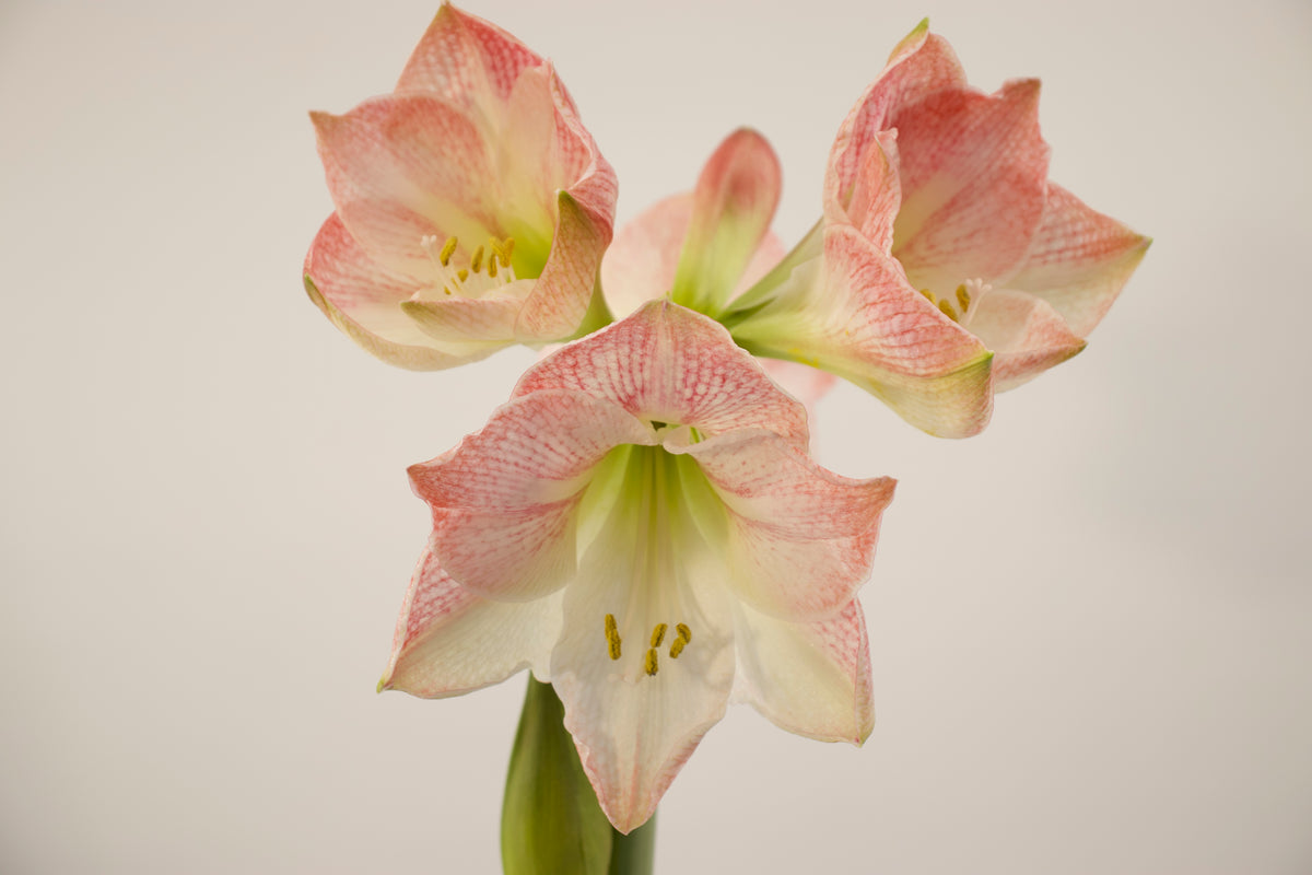Hippeastrum Apple Blossom 2-3 kn.