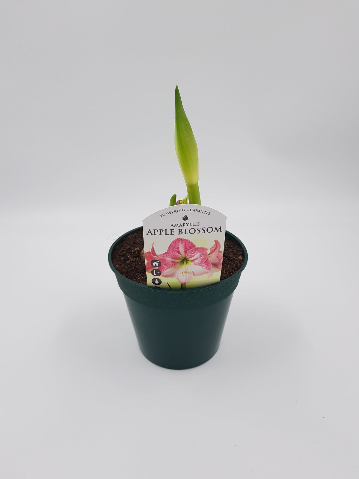 Hippeastrum Apple Blossom 2-3 kn.