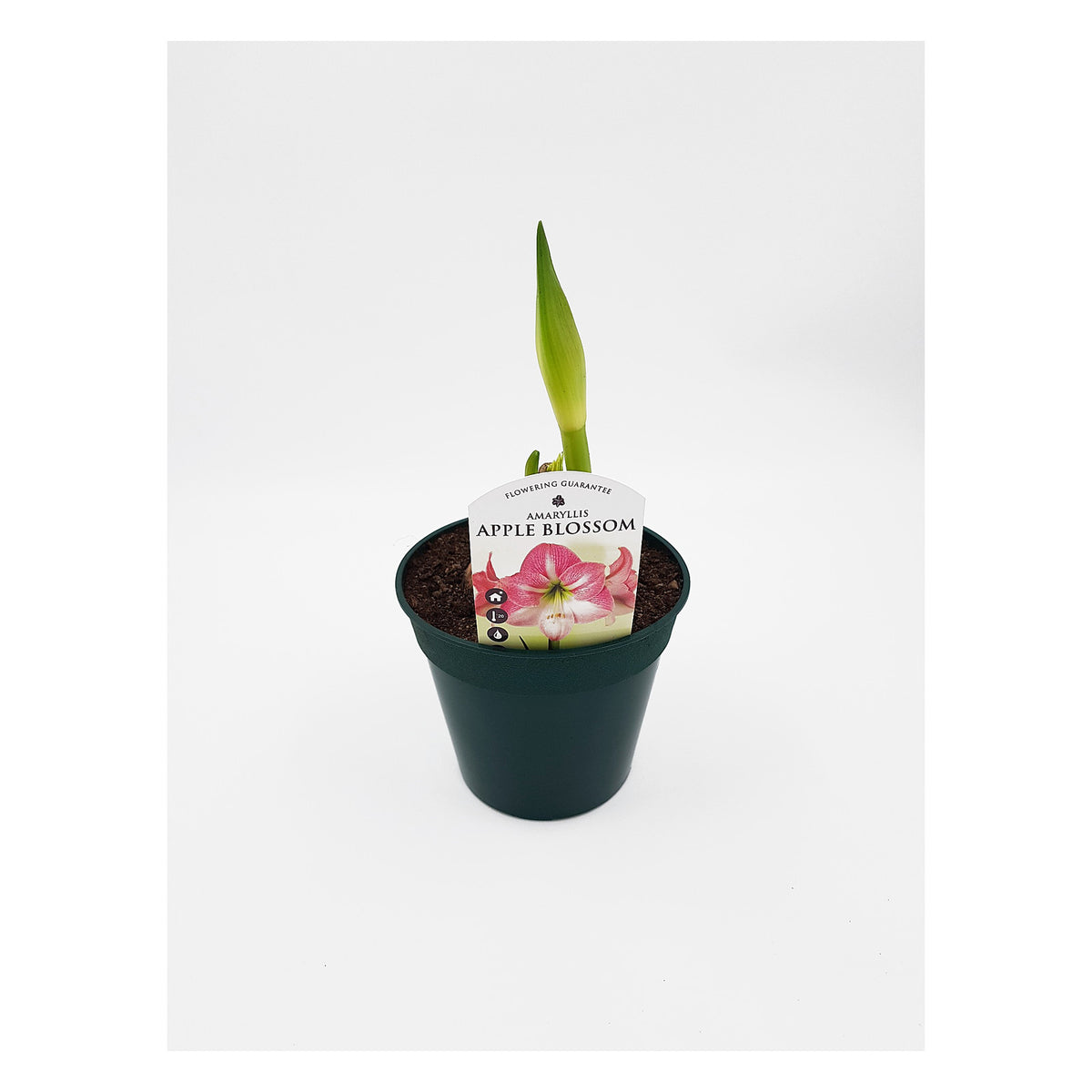 Hippeastrum Apple Blossom 2-3 kn.