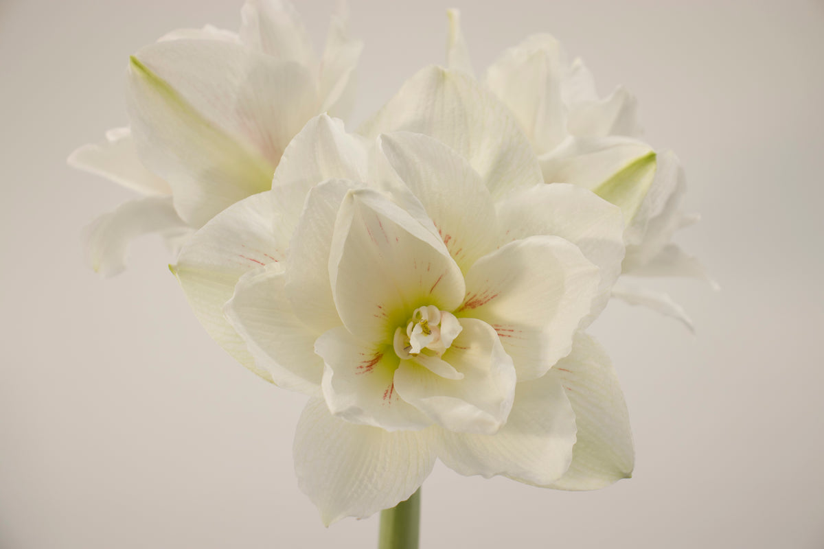 Hippeastrum x hortorum Aquaro jumbo