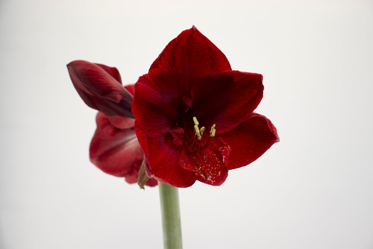 Hippeastrum Benfica jumbo