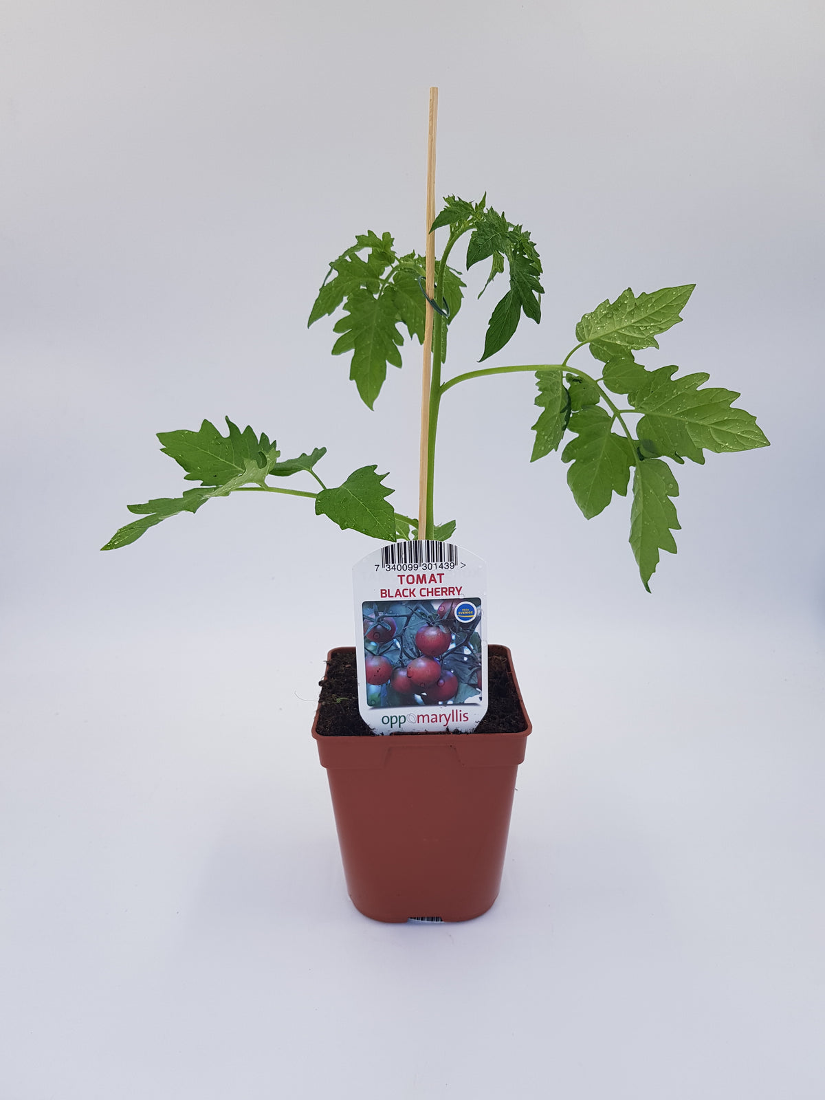 Tomat Black Cherry