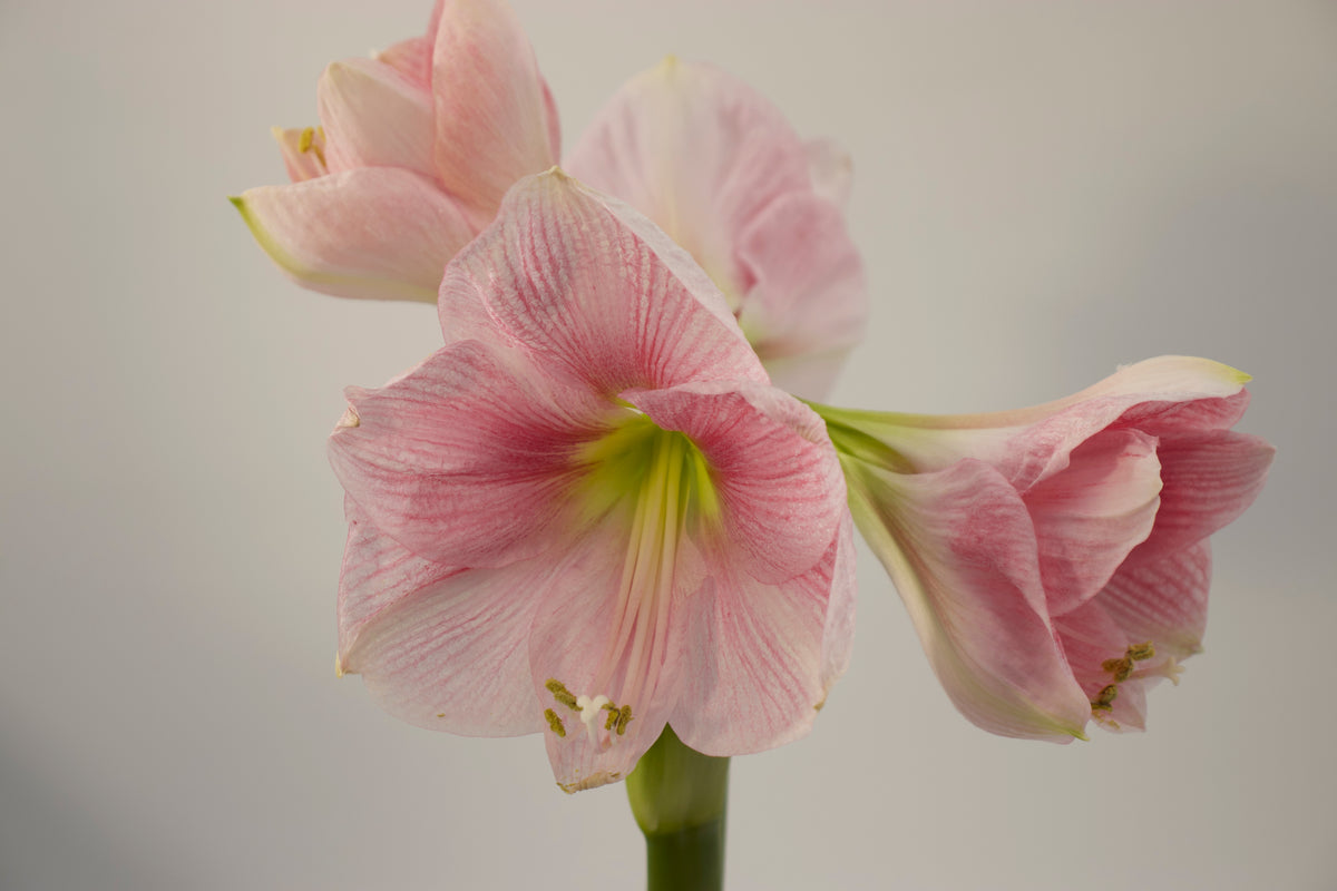 Hippeastrum Blushing Bride 2-3 kn.