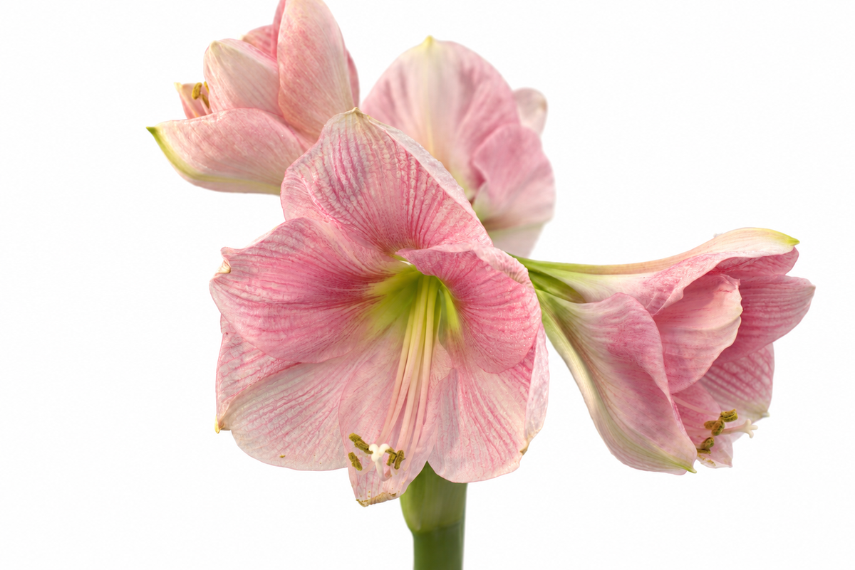 Hippeastrum Rosa 2 kn.