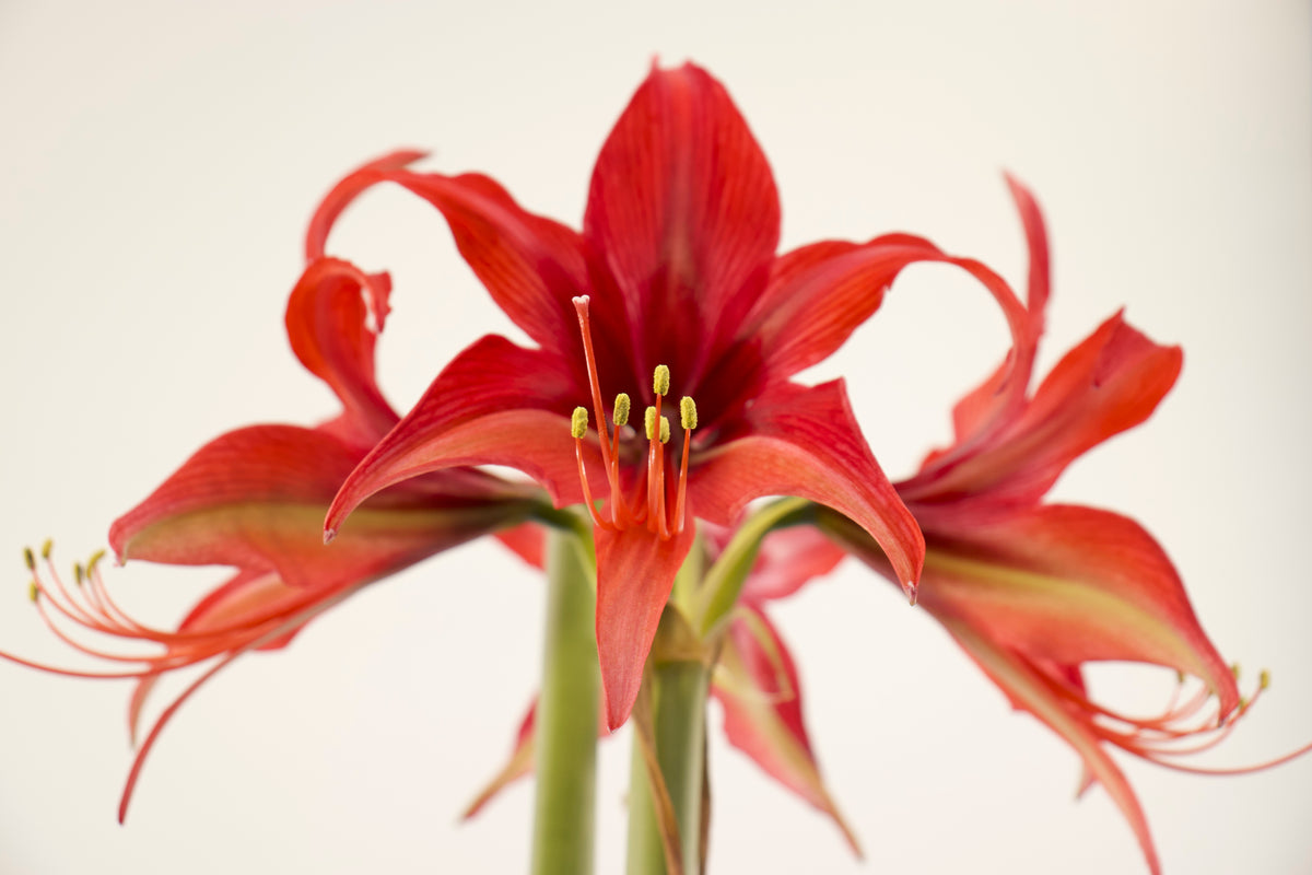 Hippeastrum x hortorum Bogota jumbo