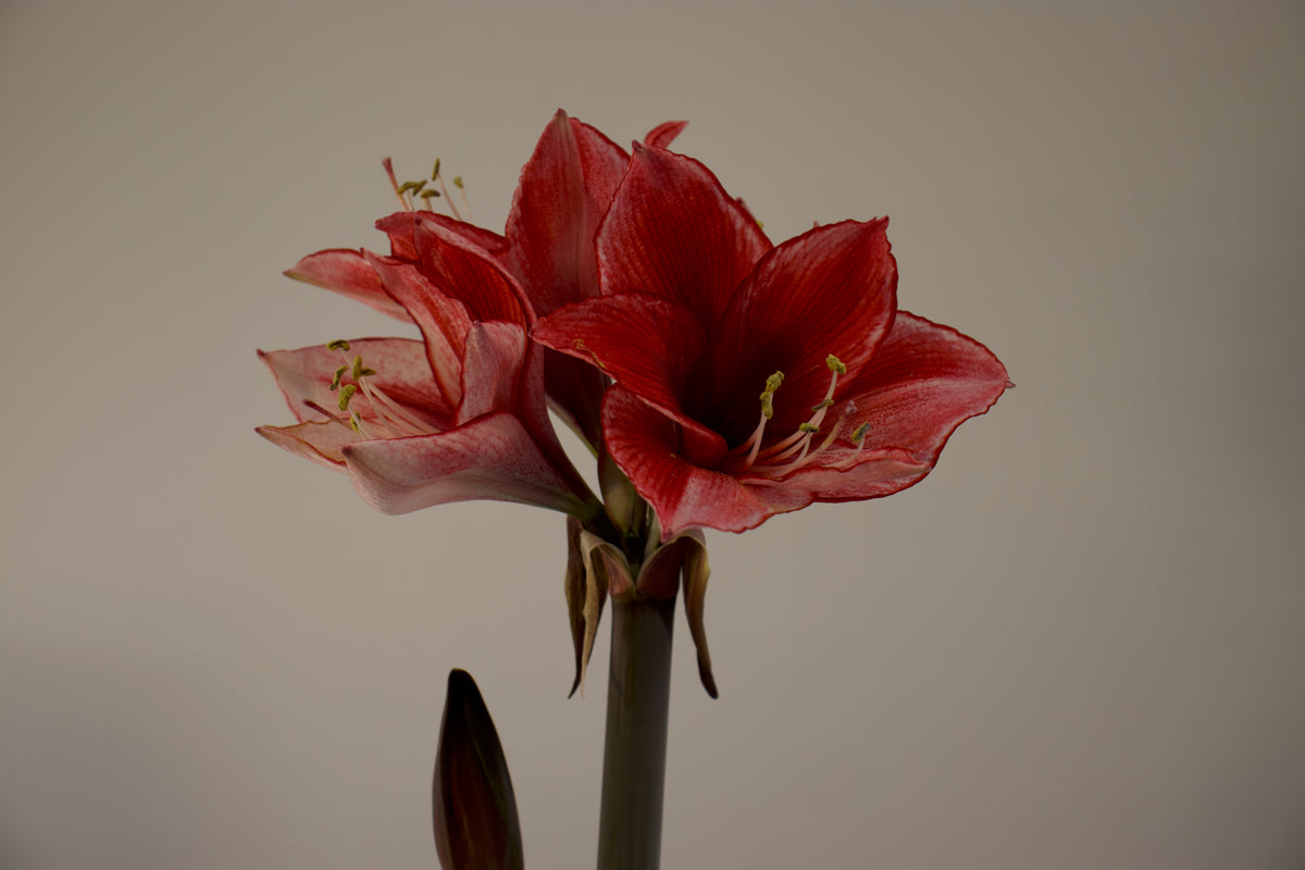 Hippeastrum Charisma 2-3 kn.