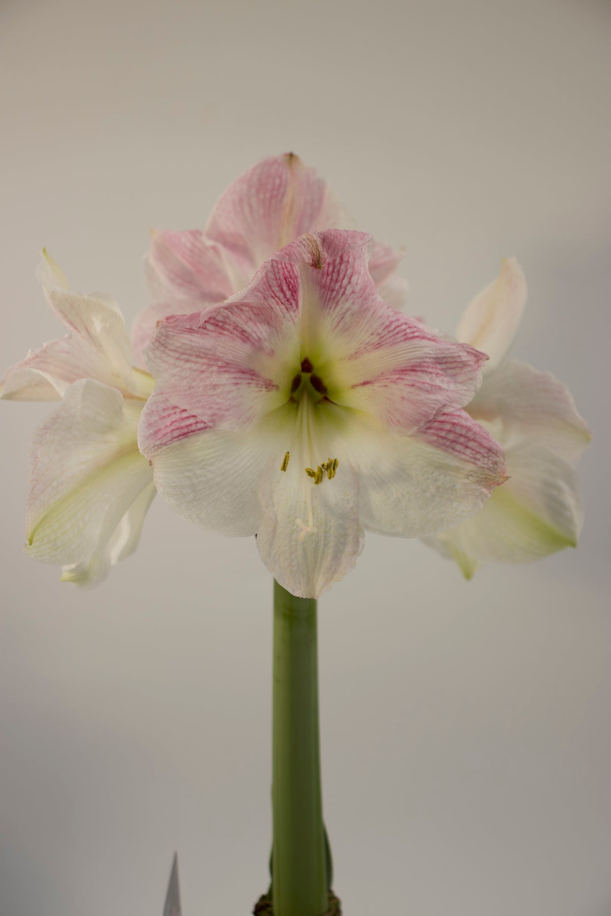 Hippeastrum Cherry Blossom 2-3 kn.