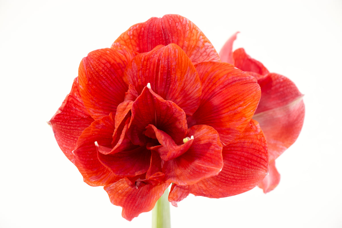 Hippeastrum Cherry Nymph jumbo