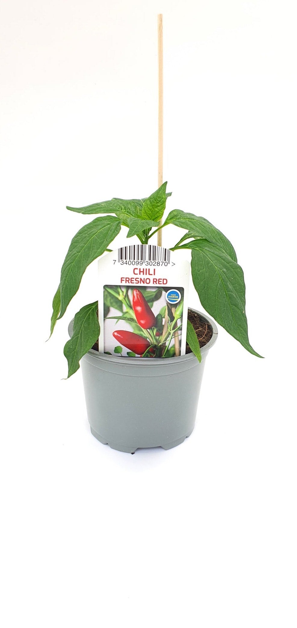 Chilipeppar Fresno Red