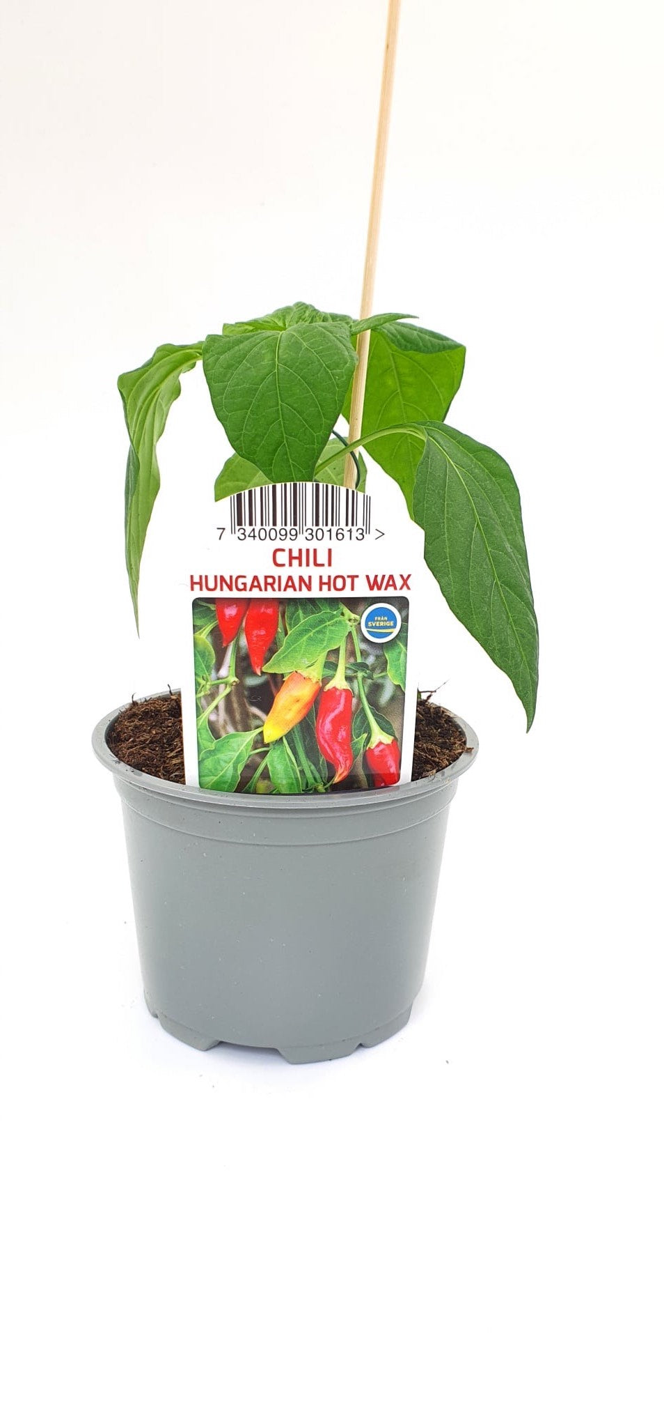 Chilipeppar Hungarian Hot Wax