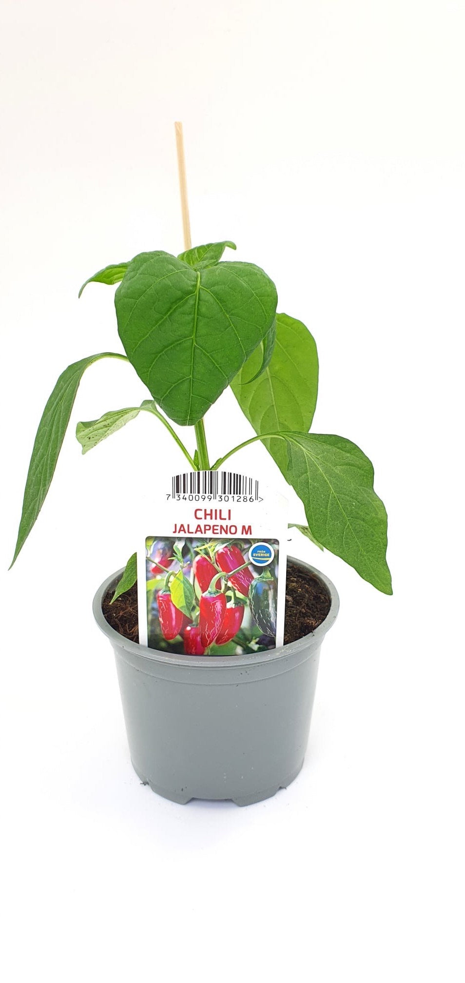 Chilipeppar Jalapeno