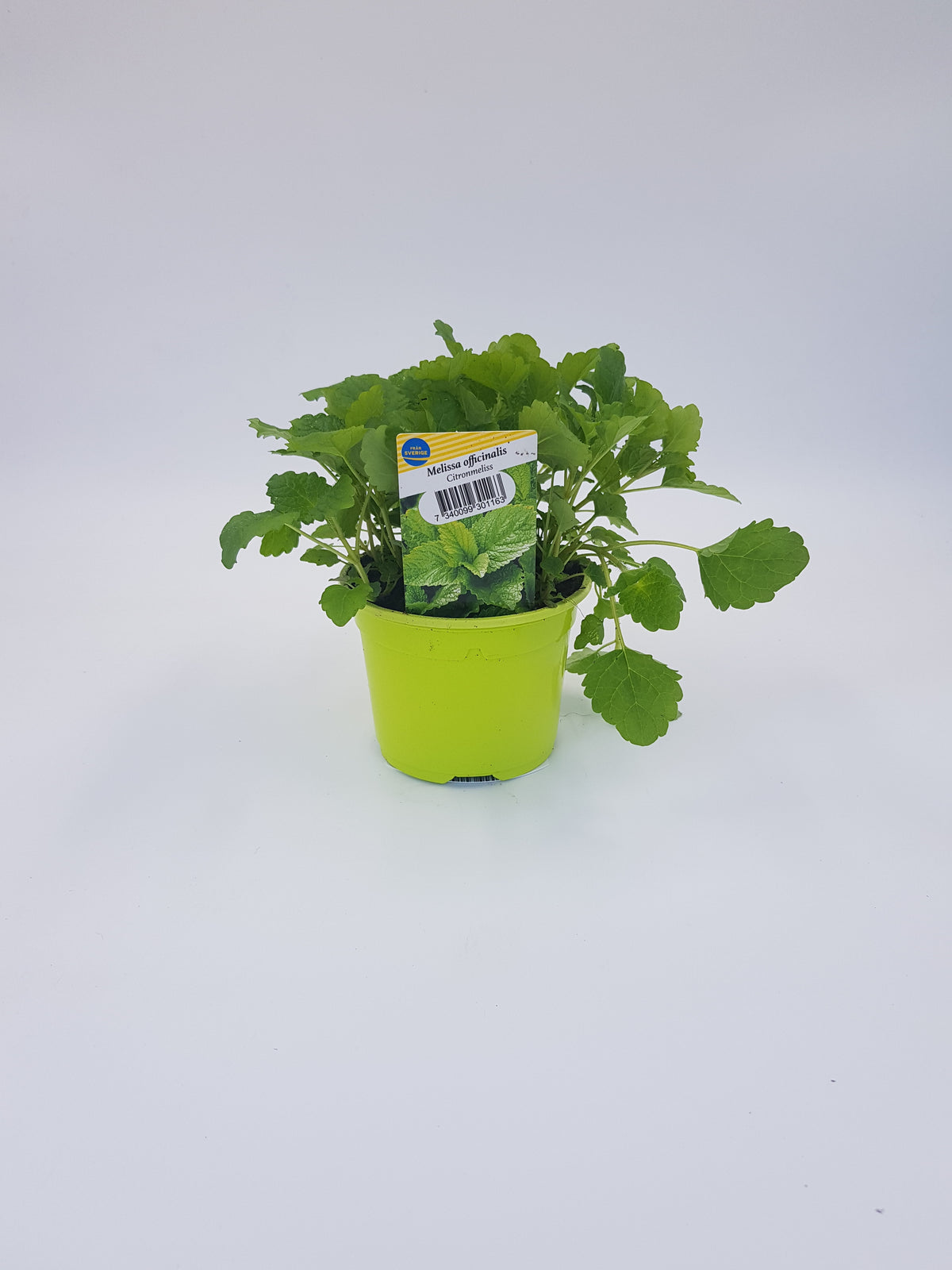 Citronmeliss