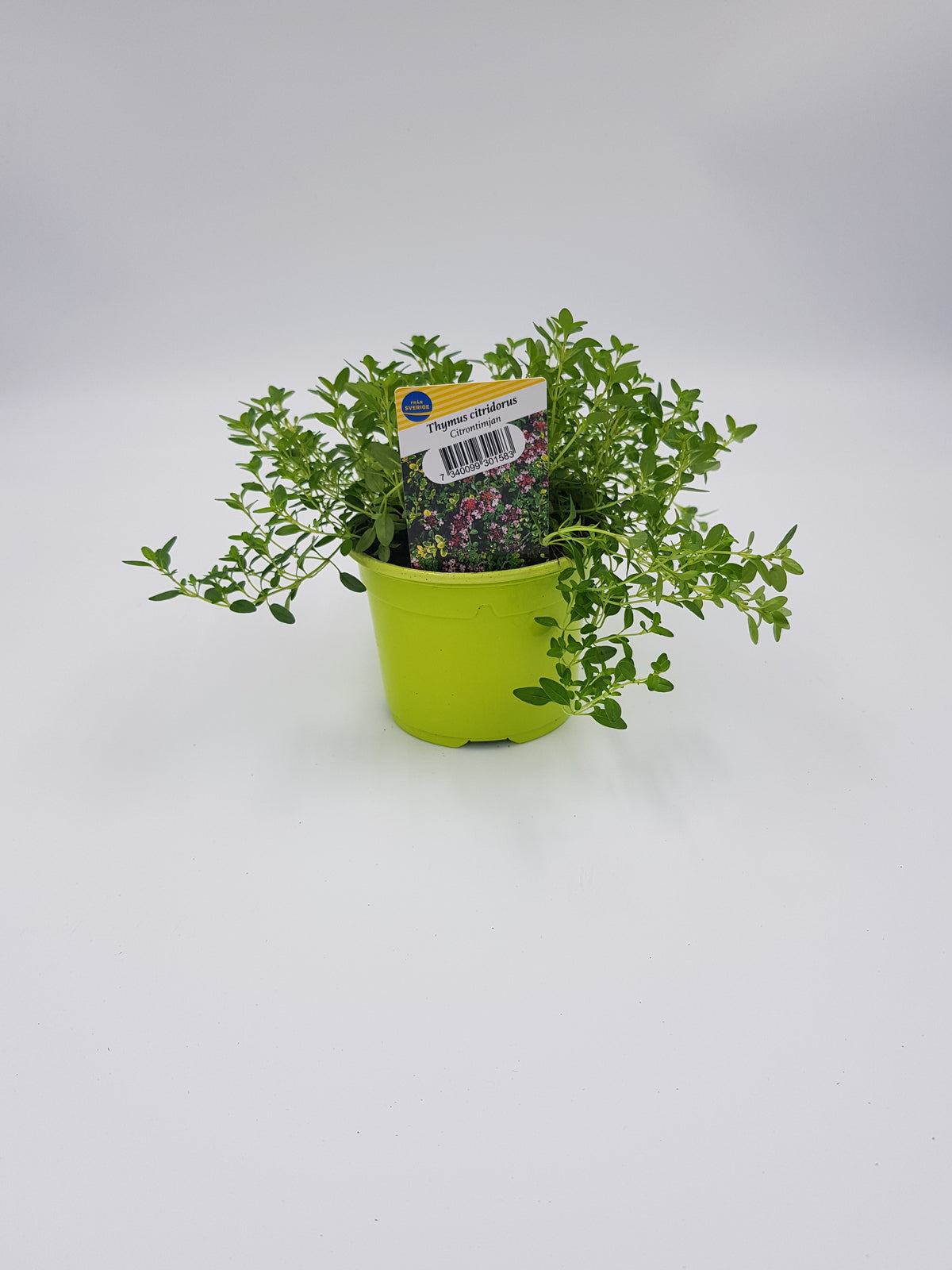 Citrontimjan