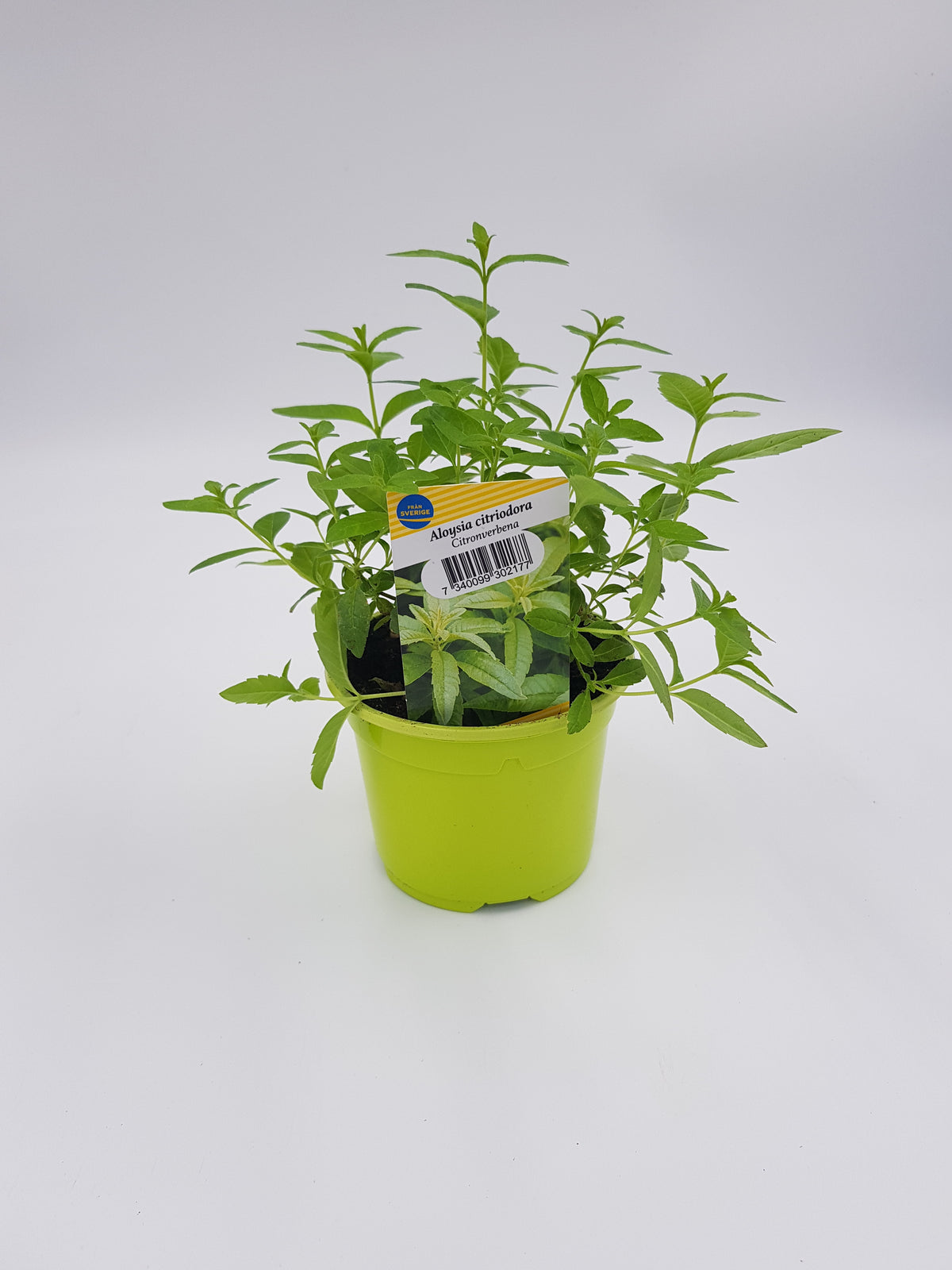 Citronverbena
