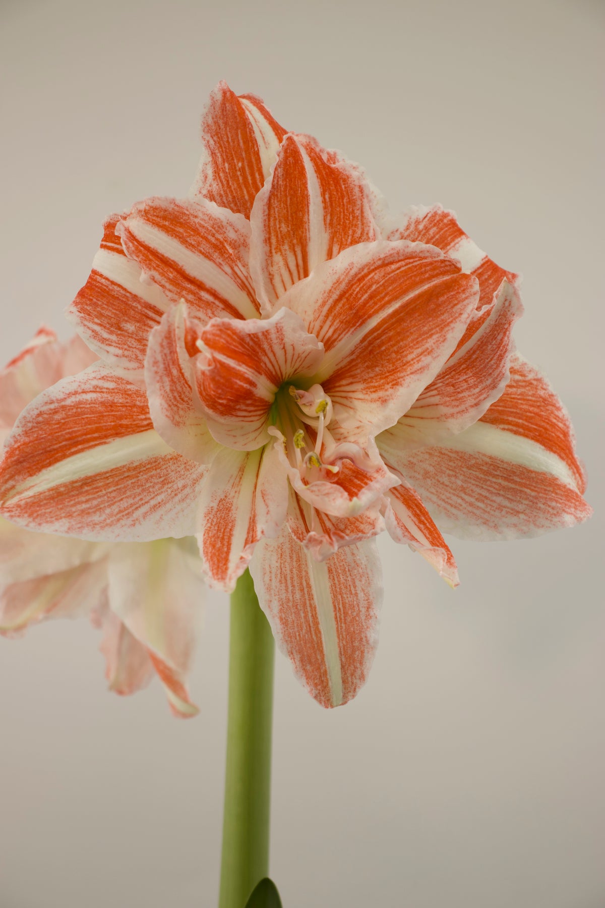 Hippeastrum x hortorum Flamenco Queen jumbo