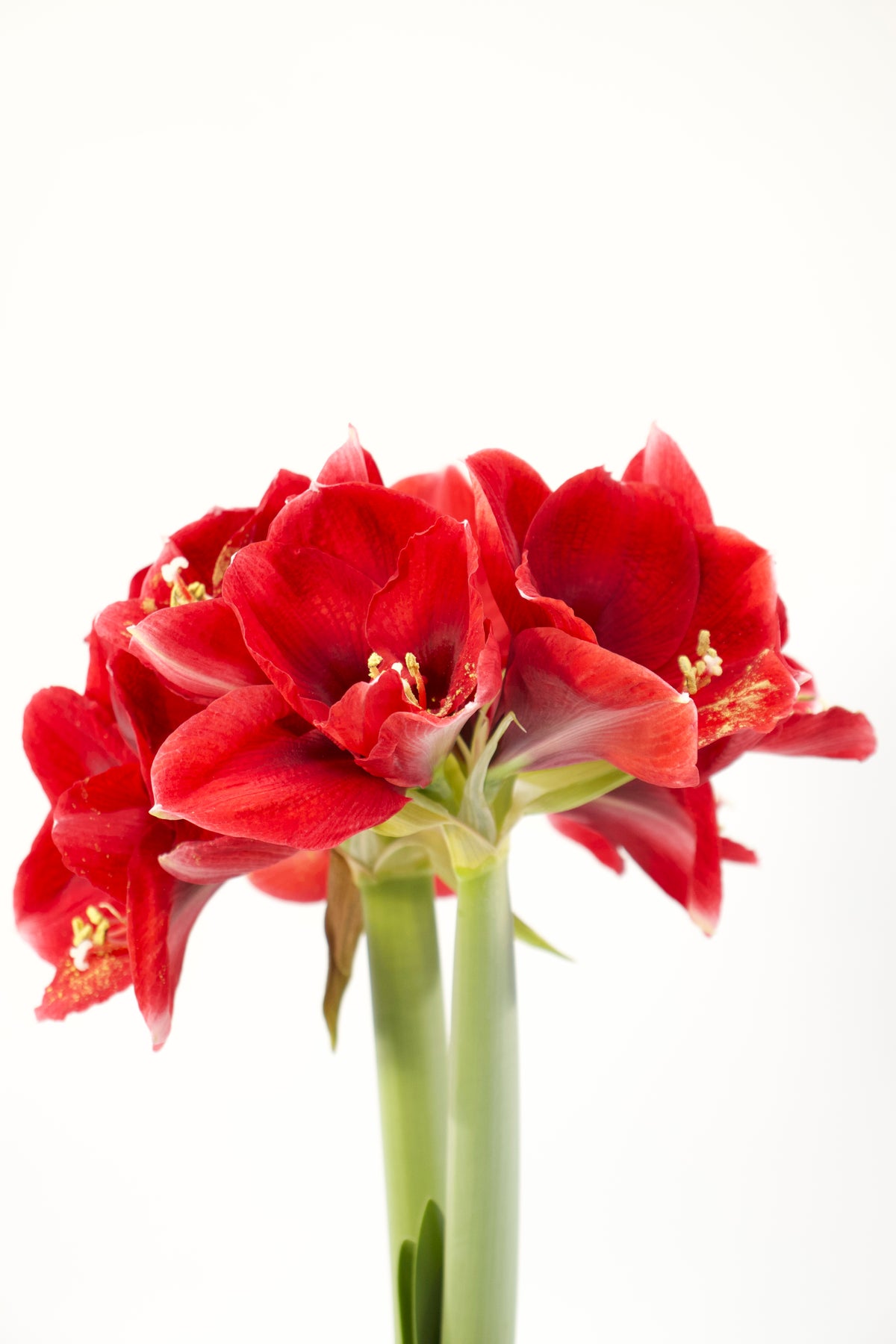 Hippeastrum Amorita Danu 2-3 kn.