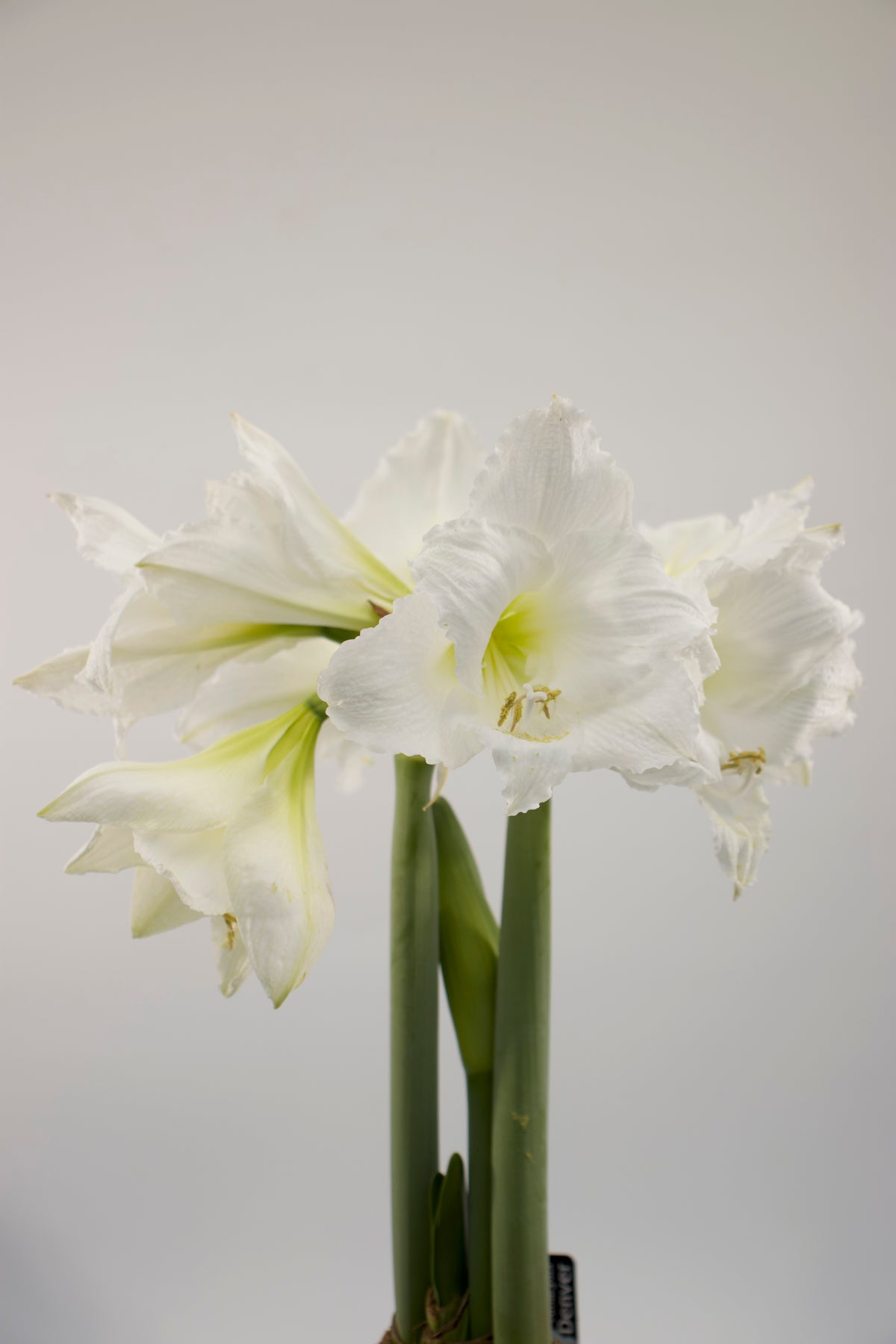Hippeastrum Denver 2-3 kn.