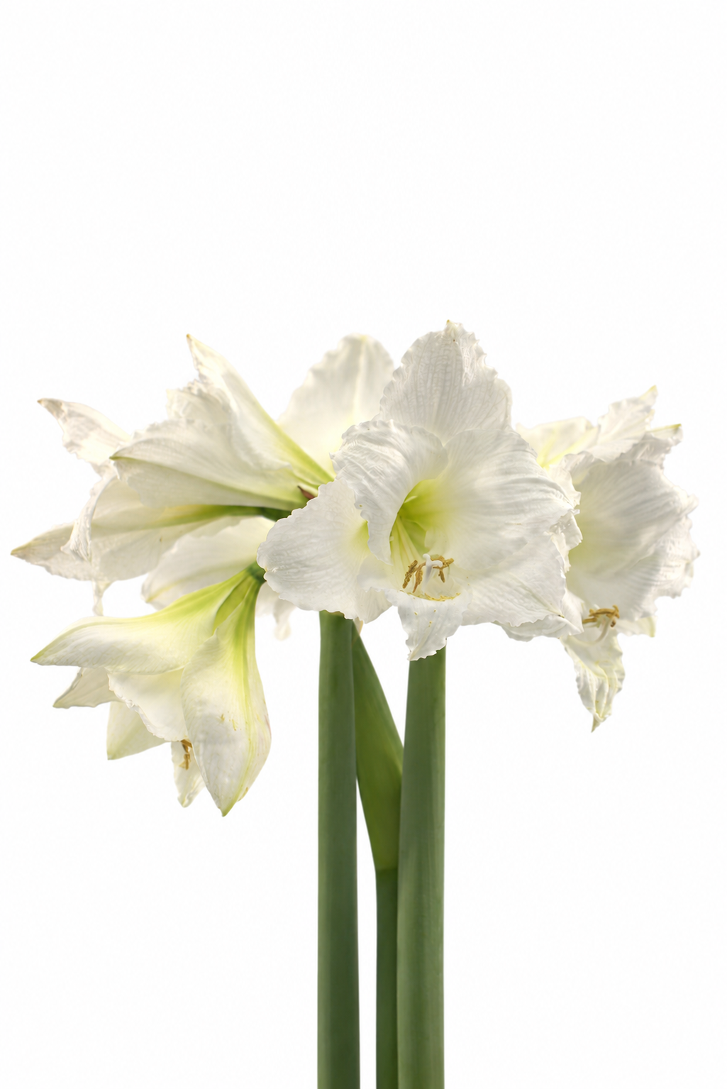 Hippeastrum Vit- Denver White Candel Wedding dance 2 kn.