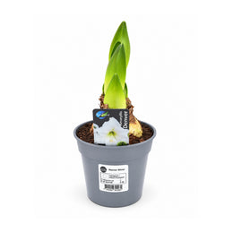 Hippeastrum Denver 2-3 kn.