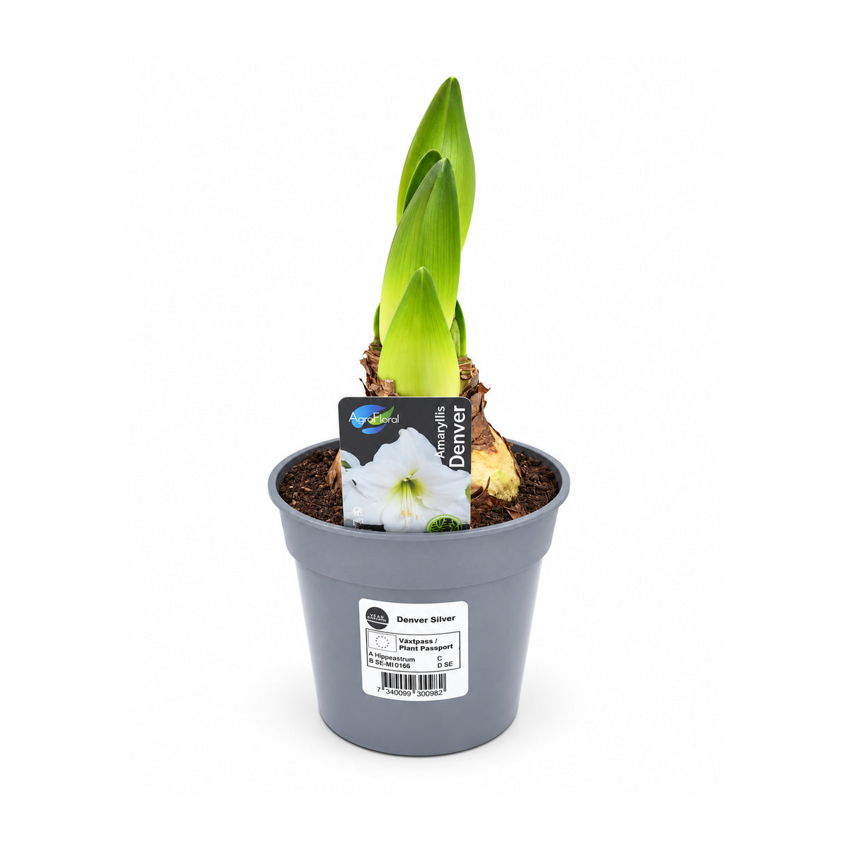 Hippeastrum Denver 2-3 kn.
