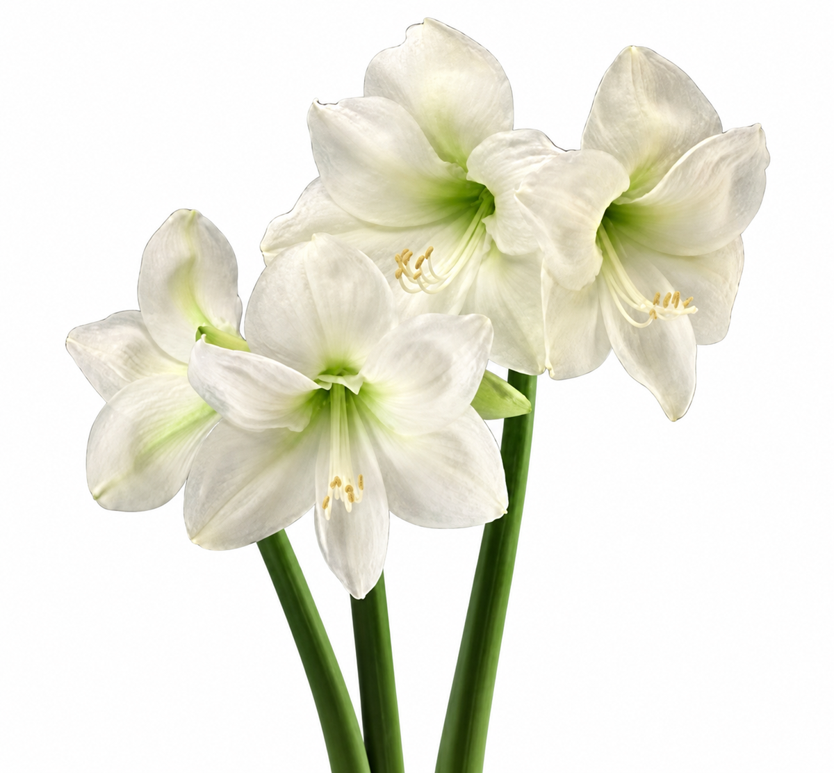 Hippeastrum Denver 2-3 kn.
