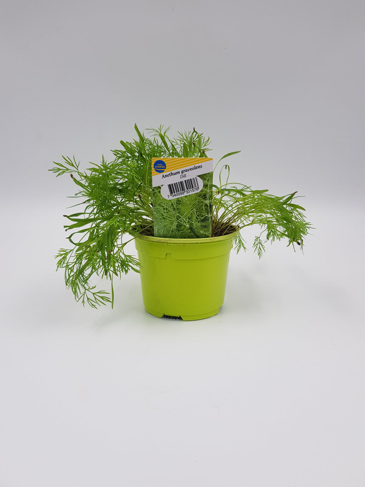 Dill
