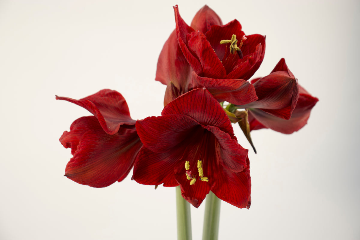 Hippeastrum Dynamite mini