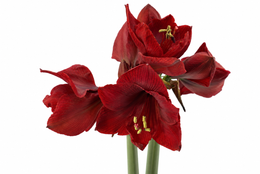 Hippeastrum Dynamite mini