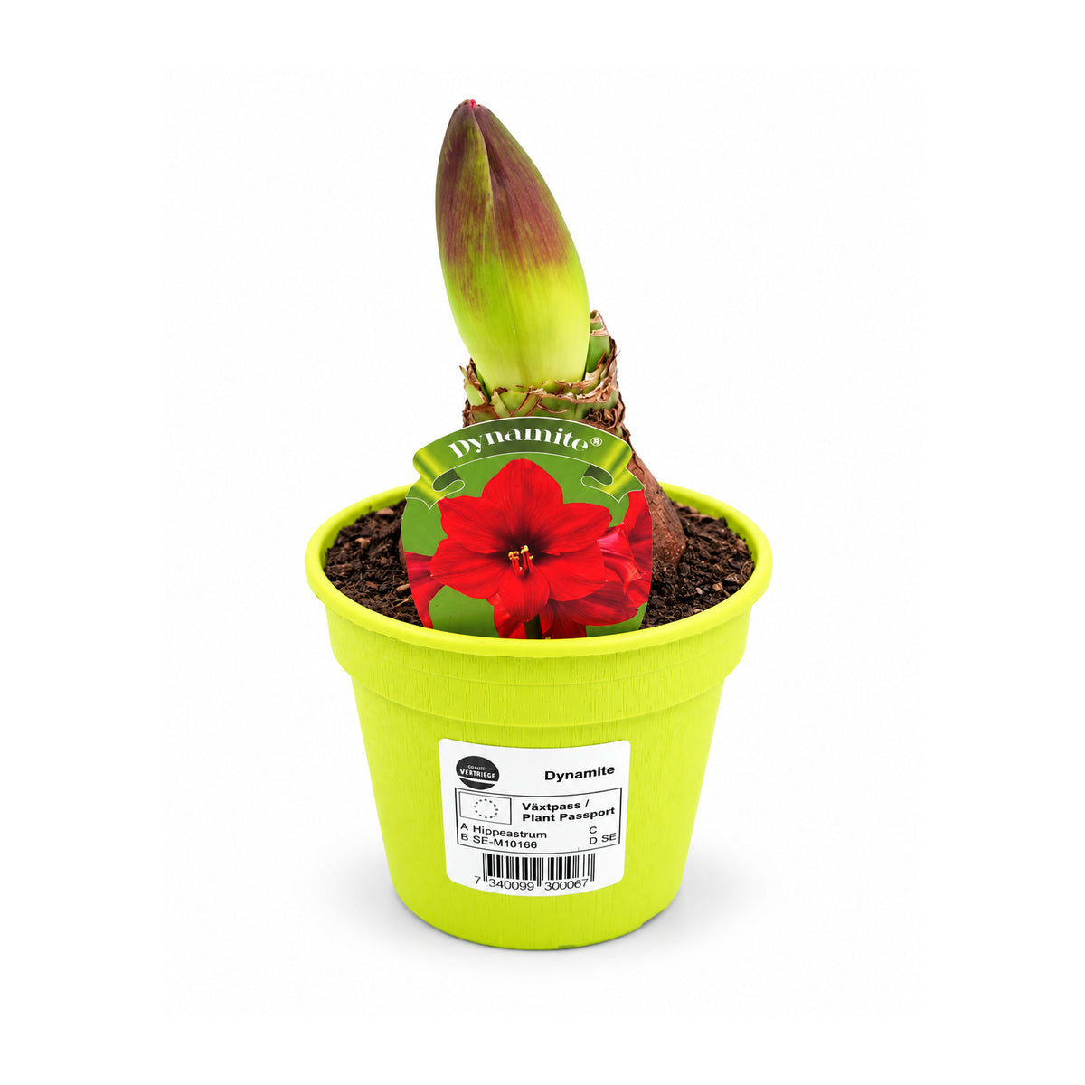 Hippeastrum Dynamite mini