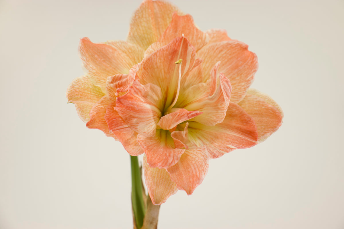 Hippeastrum Exotic Nymph
