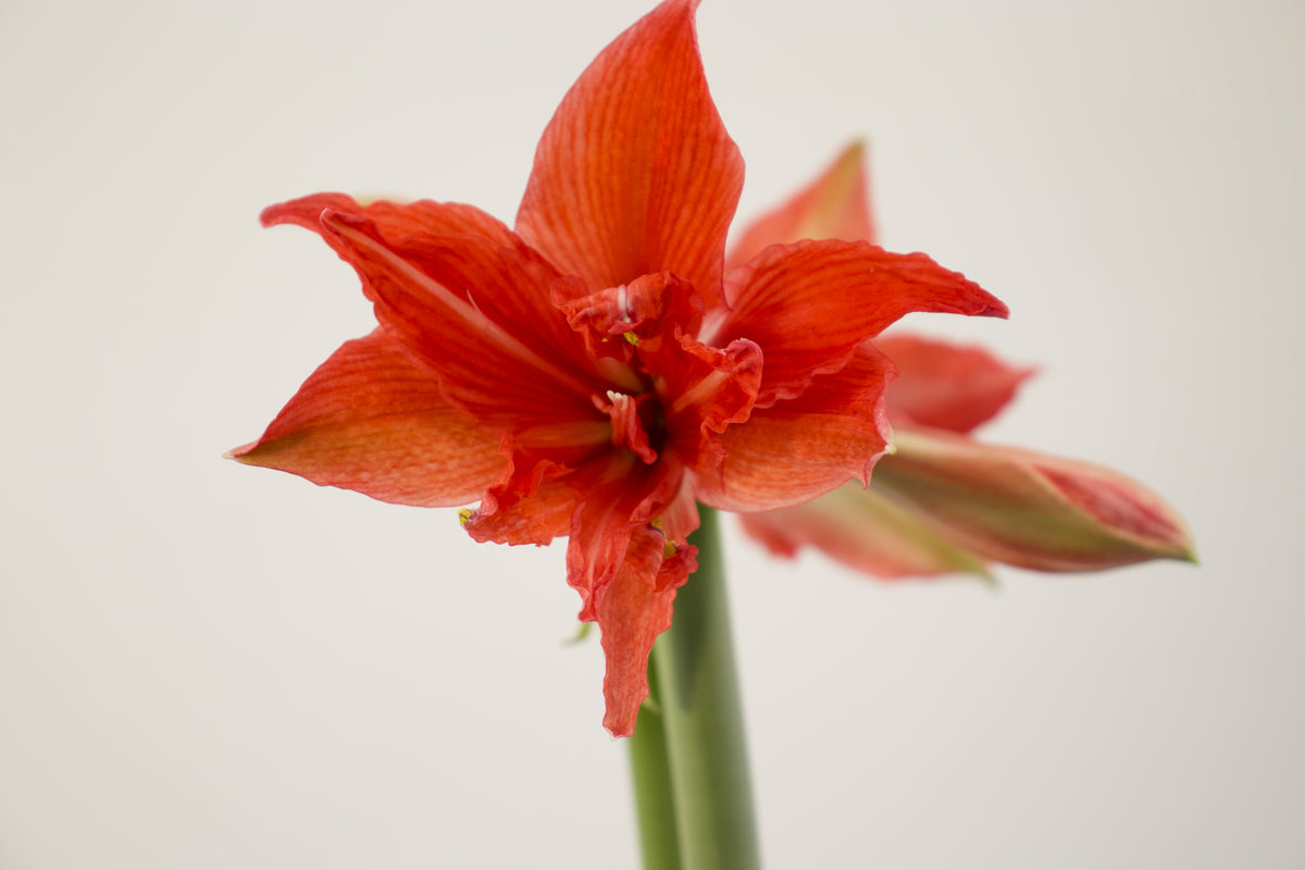 Hippeastrum Fanfare mini