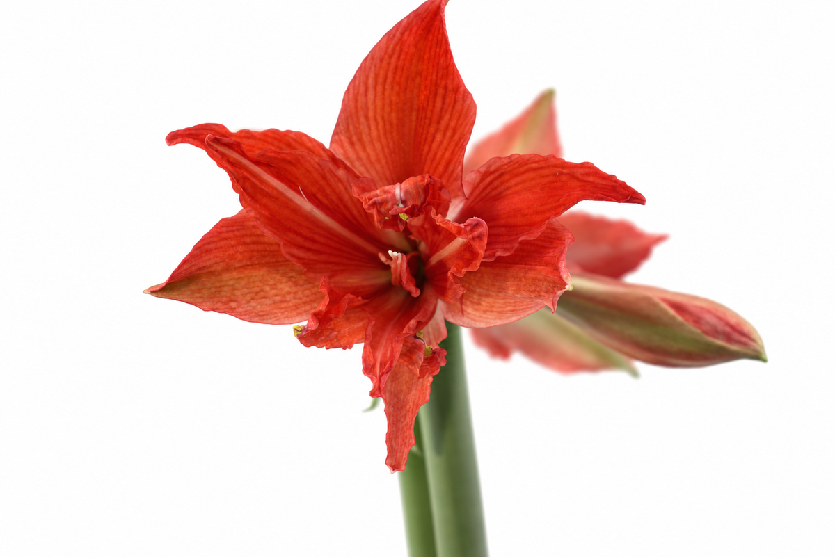 Hippeastrum Fanfare mini