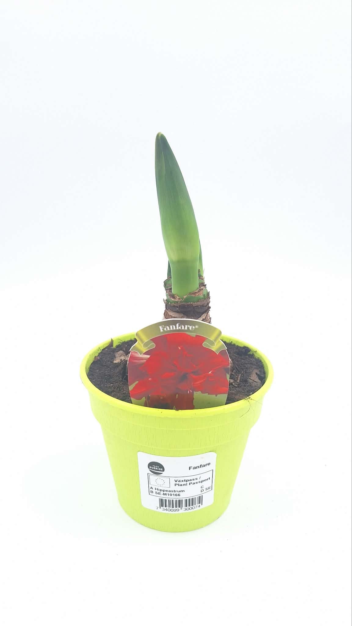 Hippeastrum Fanfare mini