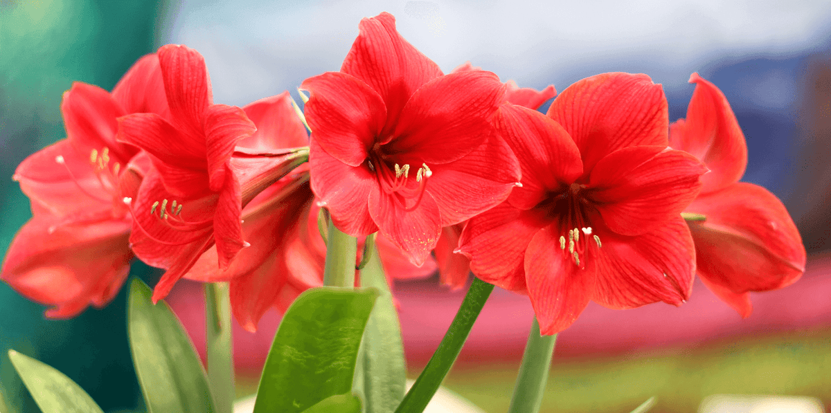 Amaryllis