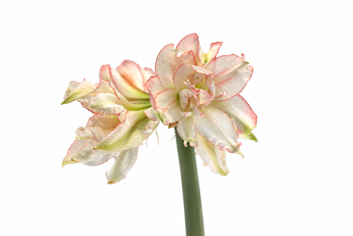 Hippeastrum Harlequin mini