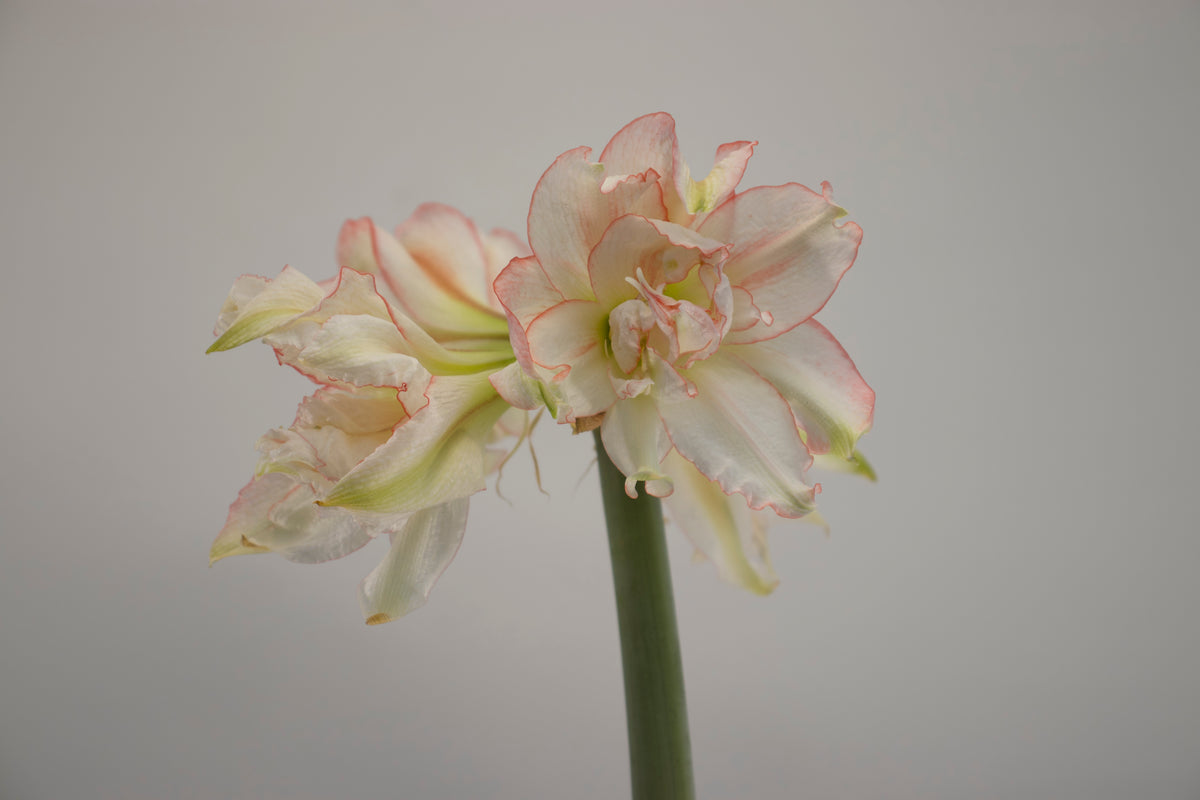 Hippeastrum Harlequin mini