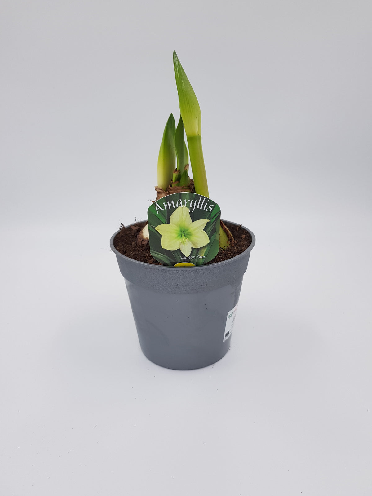 Hippeastrum Lemon Star 2-3 kn.