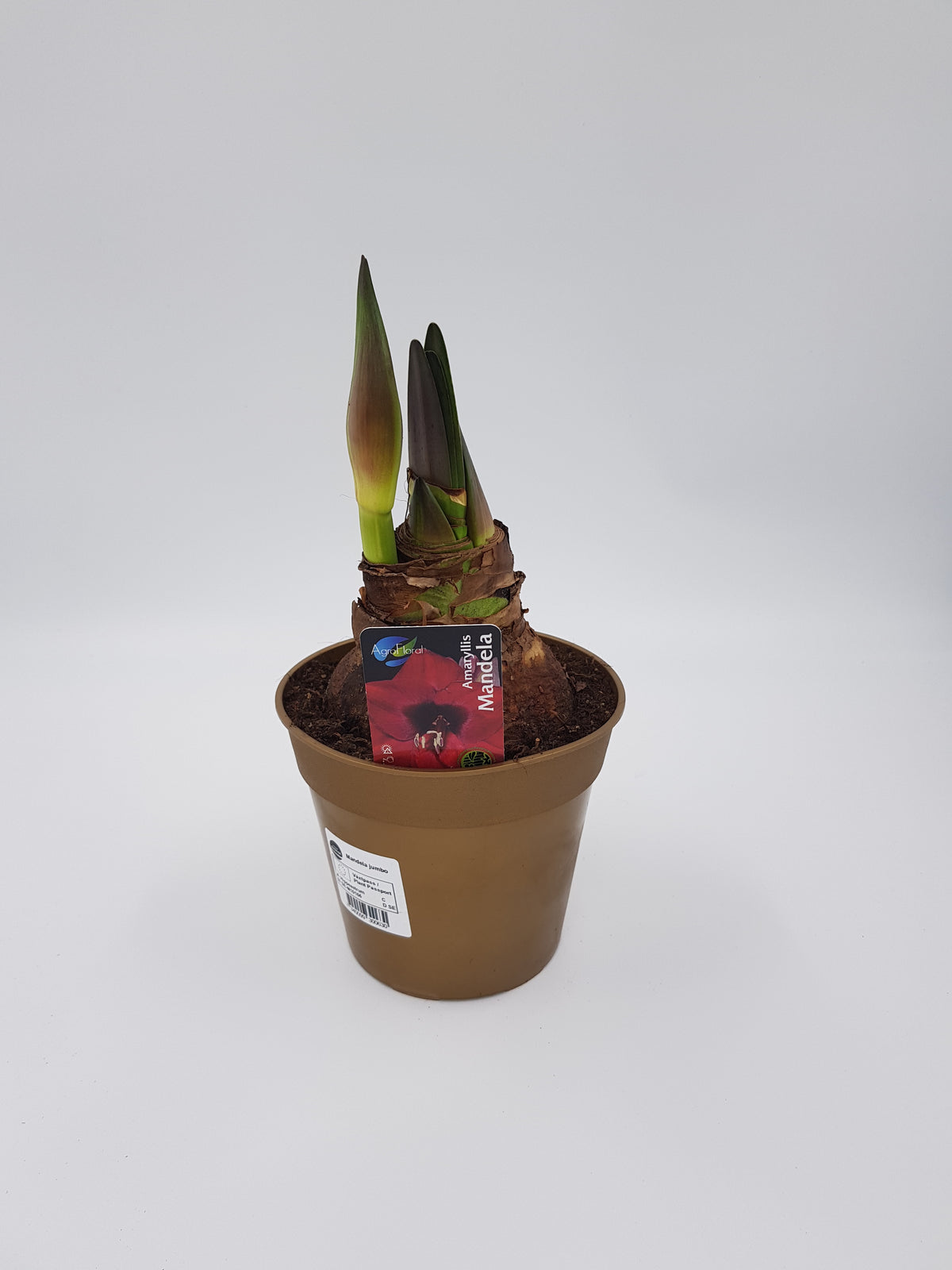 Hippeastrum Mandela 2-3 kn.