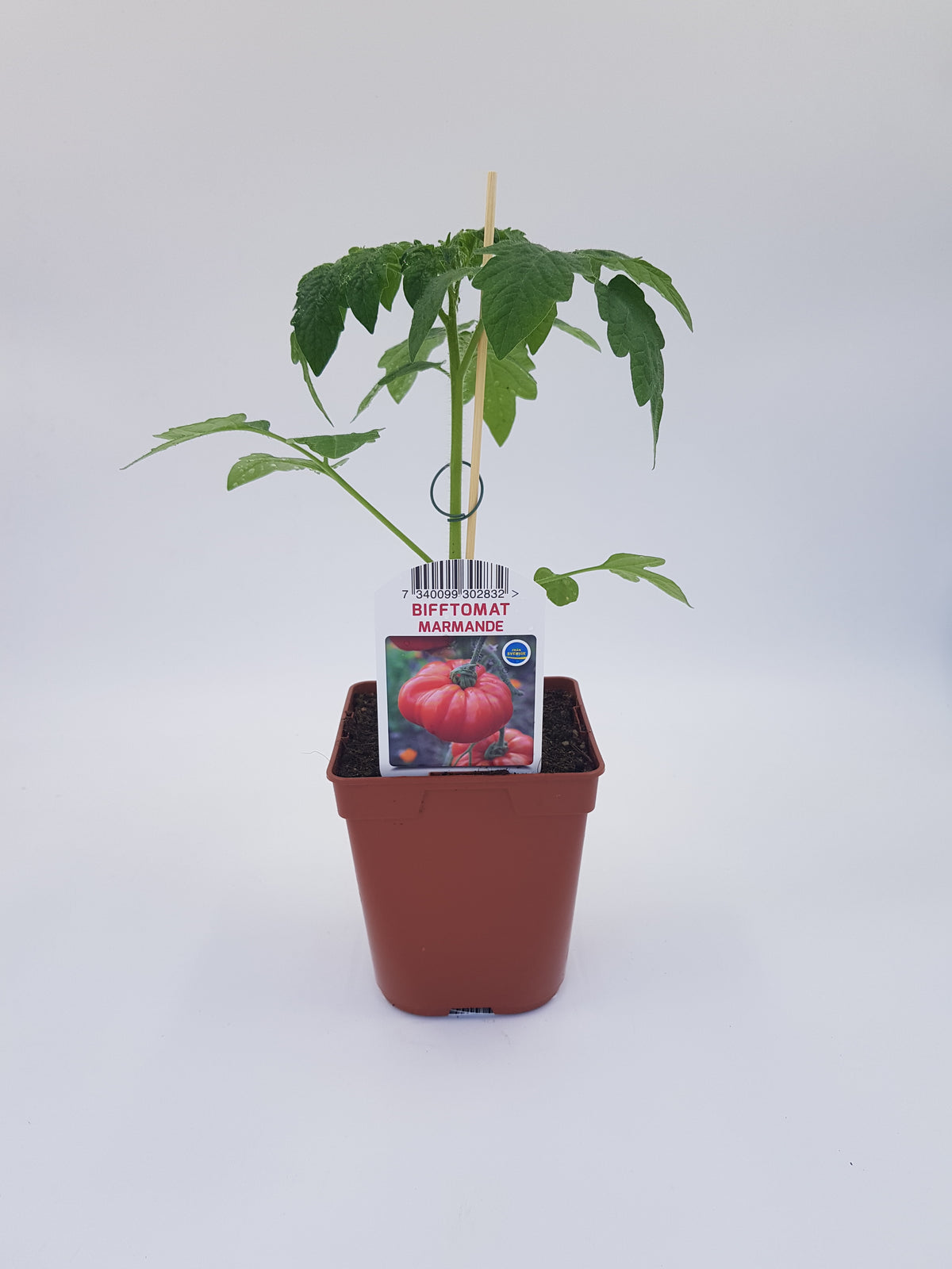 Tomat Marmande