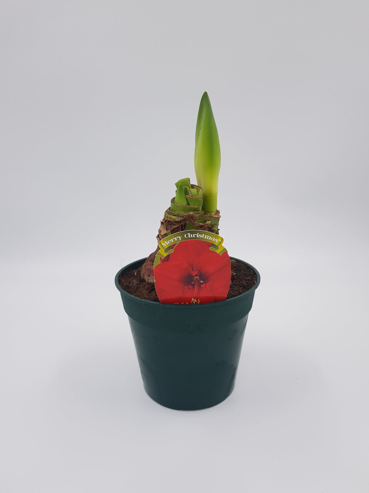 Hippeastrum Merry Christmas 2-3 kn.